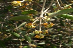 Avicennia marina var. acutissima